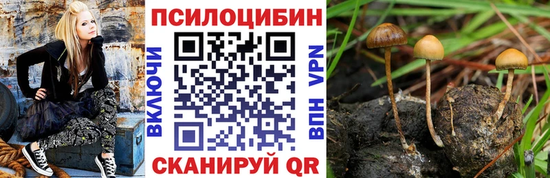 darknet наркотические препараты  цена   Нариманов  Псилоцибиновые грибы Cubensis 